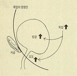 (그림3)정상여성