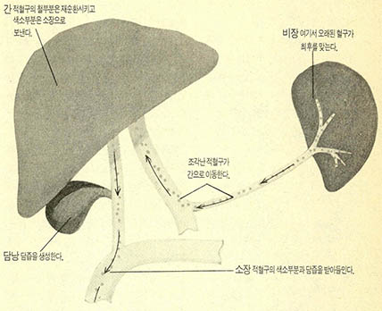 오랜된 혈액의 운명