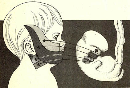 배(embryo)의 새열은 사람의 턱과 귀의 중간부분으로 자란다는 것이 창조론의 입장