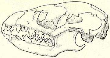 고슴도치의 두개골, 뇌는 작고 턱은 길다.