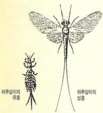 하루살이의 유충과 성충