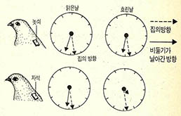 비둘기의 자기장 감각 실험