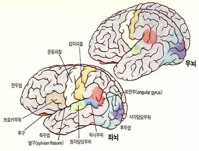 뇌의 구조