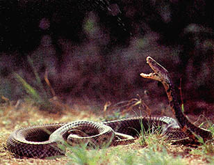 남 아프리카에서 사는 검은 코브라가 독액을 내뿜고 있다.