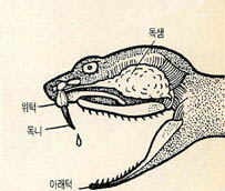 독샘으로부터 독액에 흘러나오는 모습. 입을 다물면 독니는 자동으로 안쪽으로 접히고, 입을 벌리면 먹이를 찌르기 쉽도록 위탁과 직각이 된다.