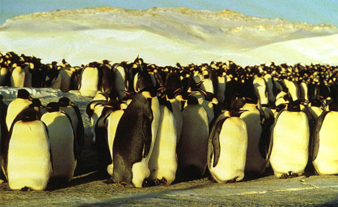 황제펭귄군단. 황제펭귄은 남극의 대표적인 동물이다.