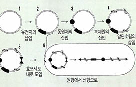 (그림 1) 인조염색체의 제작과정