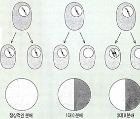 (그림 2) 염색체의 분배