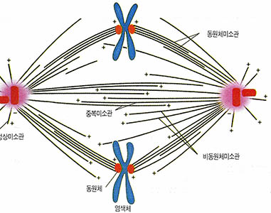 (그림 4) 동원체와 미소관