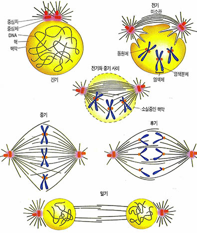 (그림 5) 동물세포의 분열과정^이 분열과정을 본따 인조염색체를 만들어내고 있다.