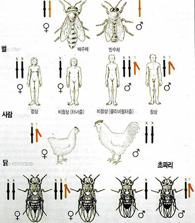 (그림 1) 염색체이상을 일으키면…