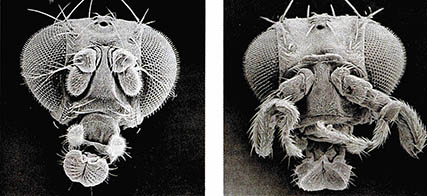 초파리의 변이.^왼쪽은 정상의 초파리를 머리 앞쪽에서 본 사진이고 오른쪽은 안테나가 될 부분이 다리로 변한 초파리의 변이종