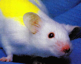 특허받은 생쥐. 암에 잘 걸리는 특징을 갖고 있다.