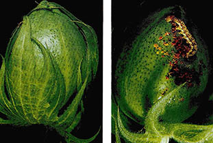벌레에 저항성이 있는 면화(왼쪽)와 일반적인 면화(오른쪽). 벌레저항 면화는 특허를 받아냈다.