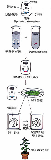 (그림) 미생물의 유전자가 이렇게 담배로 이식된다.