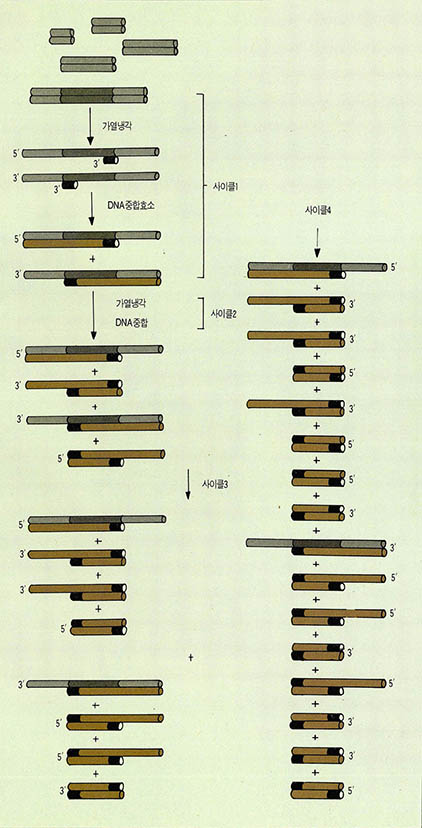(그림2) PCR법에 의한 DNA증폭
