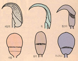 정자의 모양도 제각각^동물마다 제각기 다른 모습의 정자를 지닌다. 정자의 머리가 새앙쥐 쥐 햄스터 등에서는 매부리 모양이고, 토끼 기니피그 사람 등에서는 주걱모양이다.