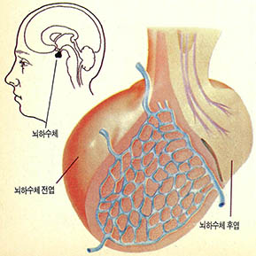 (그림1) 뇌하수체 전엽에서 분비되는 성장호르몬은 키가 자라는데 큰 영향을 미친다. 하지만 성장호르몬주사만 맞는다고 해서 누구나 장신이 되는 것은 아니다.