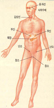 (그림2) 우리 몸에서 각종 호르몬이 분비되는 장기들^성장호르몬(뇌하수체에서 분비) 갑상선호르몬(갑상선) 성선호르몬(난소 정소) 인슐린(췌장) 부신피질호르몬(부신) 등이 인간의 성장에 복합적으로 영향을 미친다.