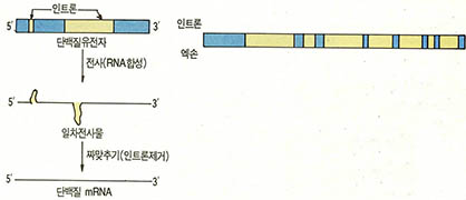 엑손과 인트론^세포핵이 있는 진핵세포 생물의 단백질유전자는 아미노산서열로 번역되는 엑손(청색)부분과 정보를 갖고있지 않은 인트론(황색)부분으로 구성돼 있다. 유전자전사에 의해 1차전사물 RNA가 합성된 후 인트론부위들은 제거되고 엑손부위들끼로 이어져 단백질합성의 주형이 mRNA가 만들어진다.