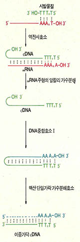 cDNA의 합성과정을 보여주는 한 예