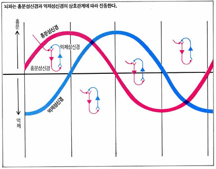 뇌파는 흥분성신경과 억제성신경의 상호관계에 따라 진동한다.