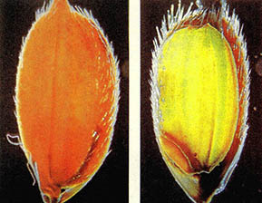 벼의 재배는 지금부터 6천여 전부터 시작되었다. 벼(왼쪽)와 벼의 내부도(오른족)