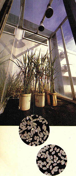 식물배양시절 내에서 쌀의 성장실험을 하고 있다.