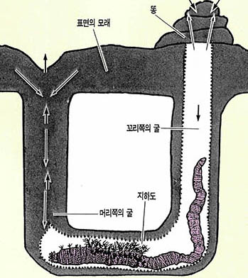 (그림)작은 검은 갯지렁이의 모래속 집 모습과 운동 모식도