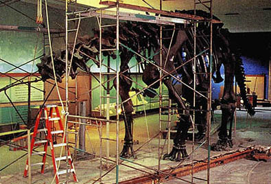 미국 자연사박물관에 복원되고 있는 공룡. 몸집이 커서 사다리까지 이용해야 한다.