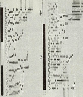 「네이처」지에 소개된 염색체 21Q 유전지도의 일부