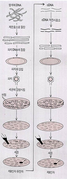 (그림) 혈우병치료제로 사용될 수 있는 제8인자의 클로닝 과정