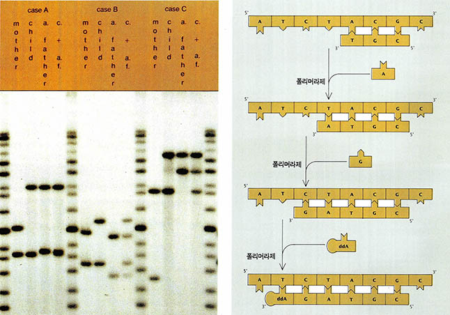 (그림) 효소의 일종인 DNA 폴리머라제
