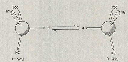 (그림5) 화학연대의 측정에 이용되는 아미노산의 이성체 구조