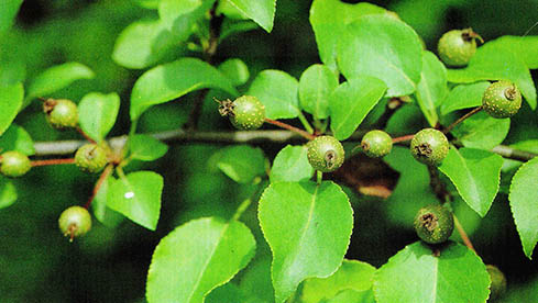 콩배나무. 콩만한 열매가 열리는 야생 배나무의 일종이다.