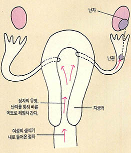 수정의 메커니즘