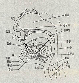 (그림1) 발음 기관
