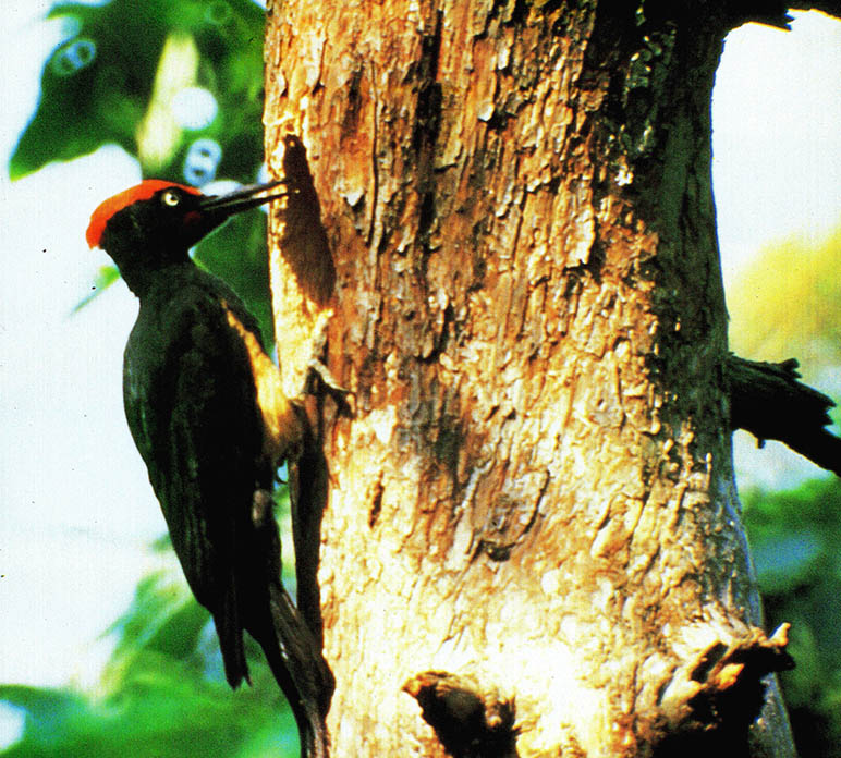 크낙새의 수컷은 진홍색 머리꼭대리를 가지고 있는데 암컷과 교대로 포란과 육추를 한다. 