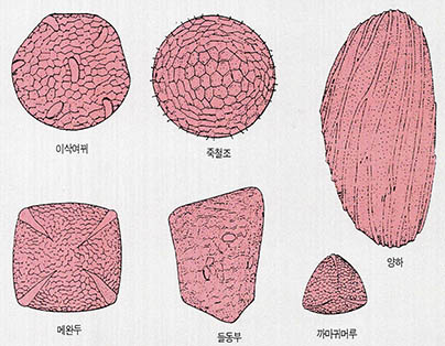 (그림2) 여러가지 꽃가루 모양