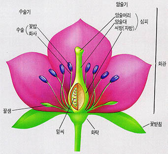 (그림3) 꽃의 구조