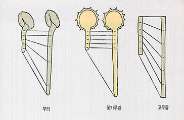 (그림6) 꽃가루관의 길이 생장