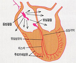 (그림2) 심장박동의 구조