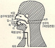 (그림5) 사람의 발성기관의 약도