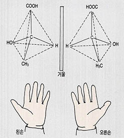 (그림5) 젖산의 광학 이성질체