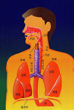 (그림1) 사람의 호흡기