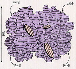 (그림5) 헤모글로빈의 모식도