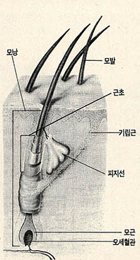 (그림2) 모낭의 구조