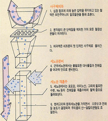 (그림2) 네프론의 기능