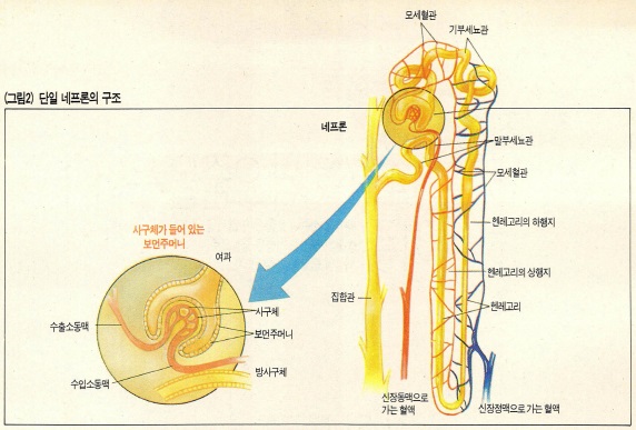 (그림2) 단일 네프론의 구조