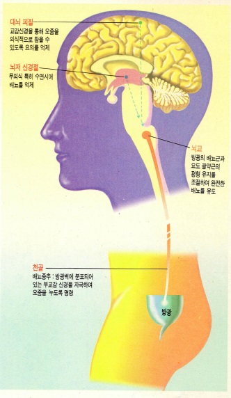 (그림4) 요와 관련된 신경시스템